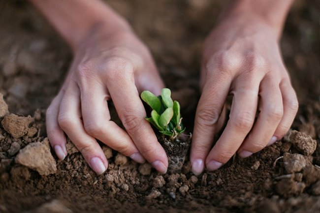 Jonge boom wordt geplant